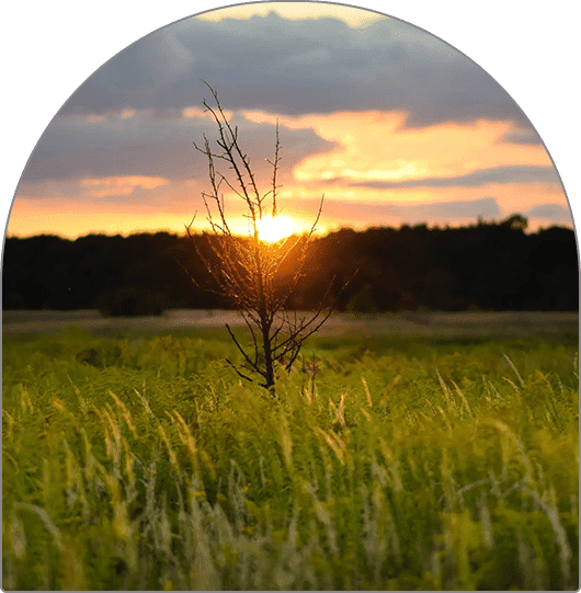 A tree in the middle of a field with sunset