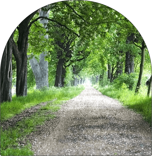 A dirt road with trees in the background